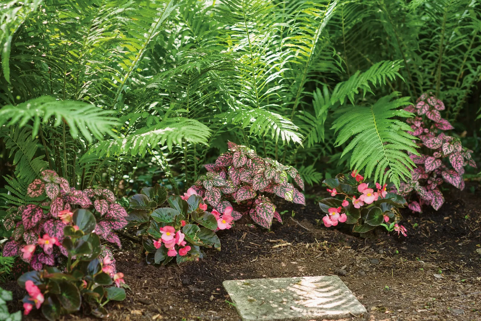 Rose Polka Dot Plant (Hypoestes phyllostachya) — adding patterned color between bolder foliage or softening the base of upright accents; it thrives in part