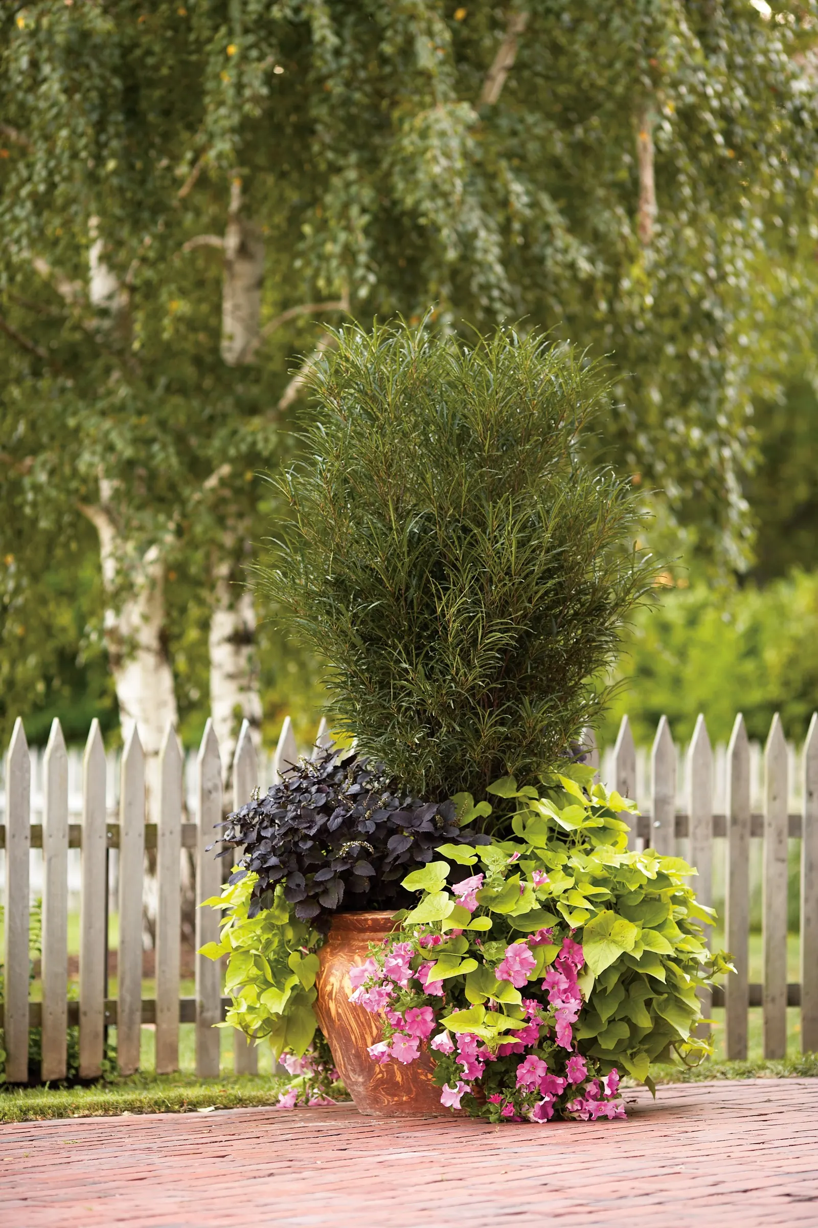Margarita Sweet Potato Vine (Ipomoea batatas) — will help ensure the best possible performance