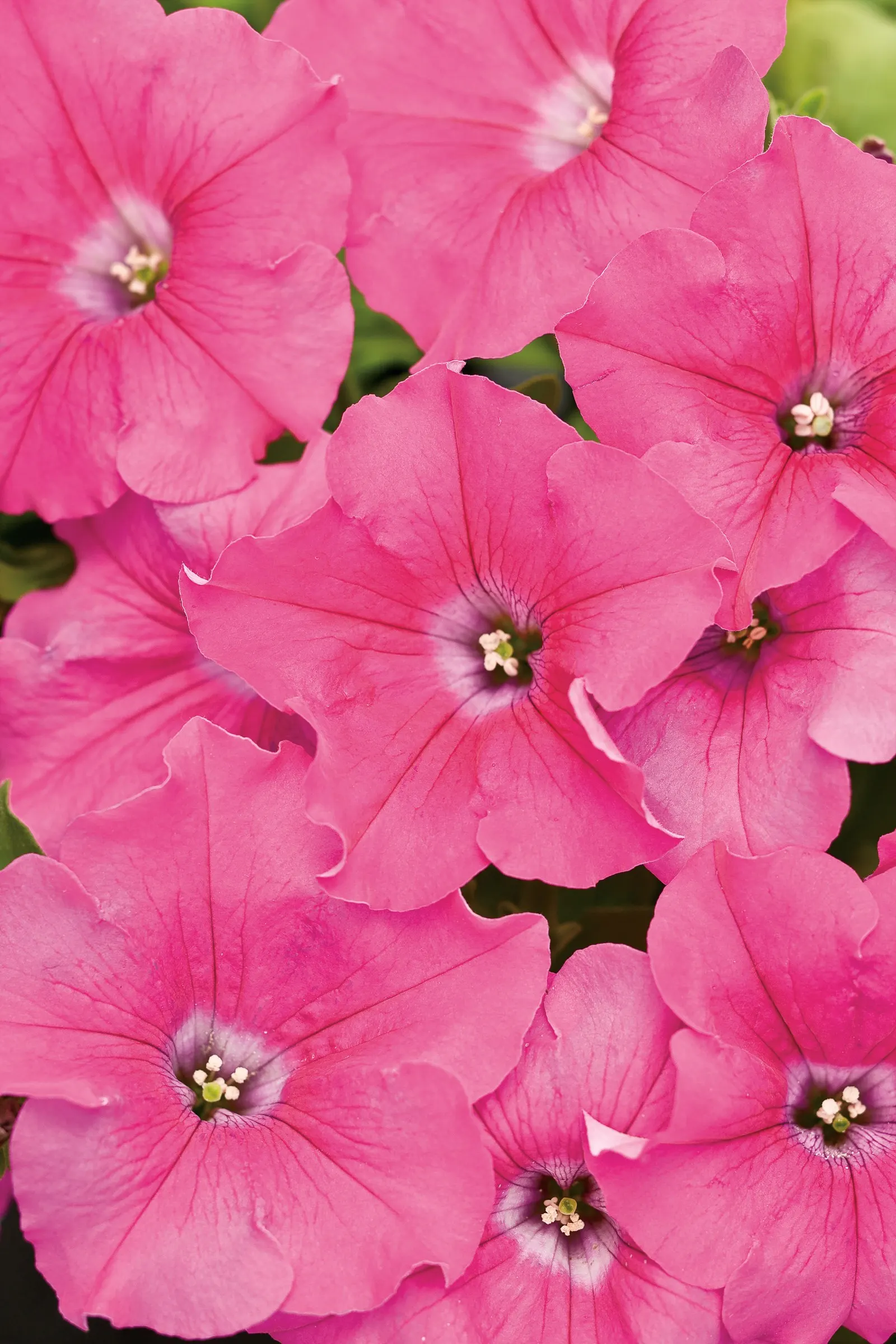 Giant Pink Petunia — It has very large flowers with excellent weather tolerance, image 25