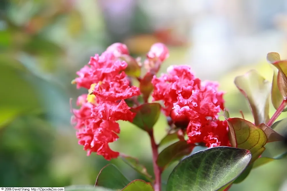 Dynamite Crape Myrtle (Lagerstroemia Indica 'Dynamite') — making it an excellent choice for accent or specimen planting