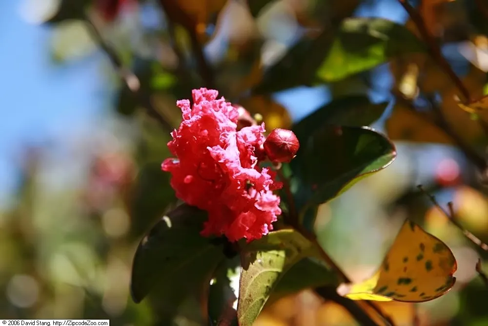 Dynamite Crape Myrtle (Lagerstroemia Indica 'Dynamite') — is an exceptional deciduous shrub renowned for its vibrant floral display and year-round visual