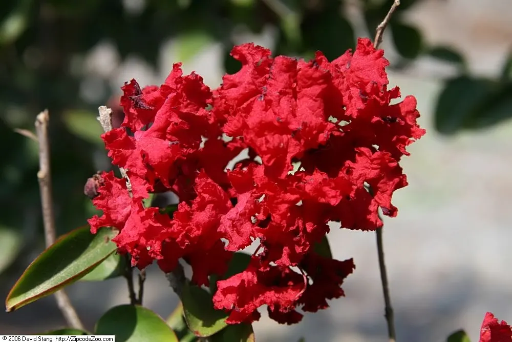Dynamite Crape Myrtle (Lagerstroemia Indica 'Dynamite') — botanically known as Lagerstroemia indica 'Dynamite'