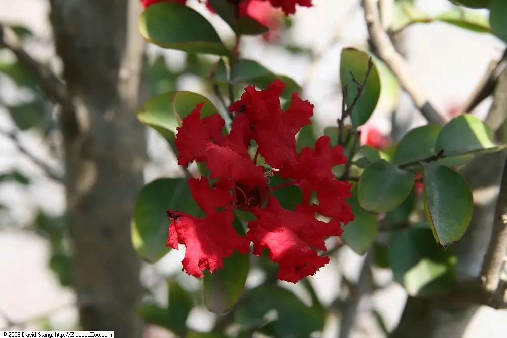 Dynamite Crape Myrtle (Lagerstroemia Indica 'Dynamite') — It has a moderate growth rate, reaching up to 20 feet in height with a spread of 10 to 15 feet