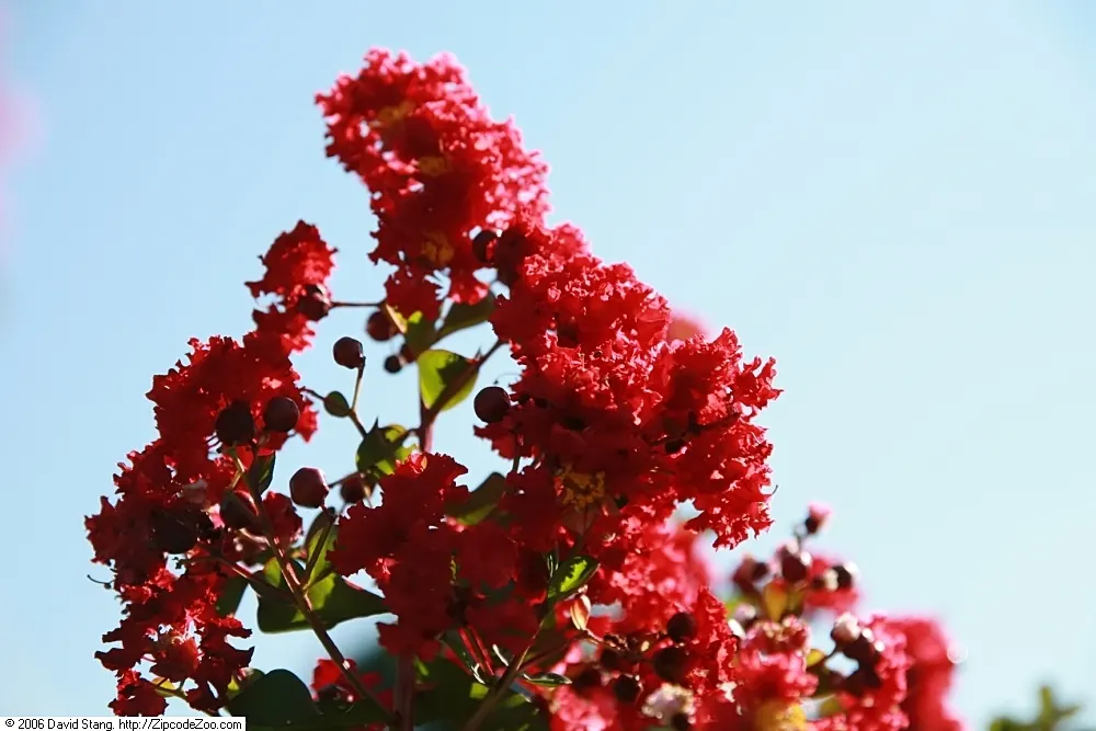 Dynamite Crape Myrtle (Lagerstroemia Indica 'Dynamite') — This drought-tolerant plant thrives in full sun and well-drained soil