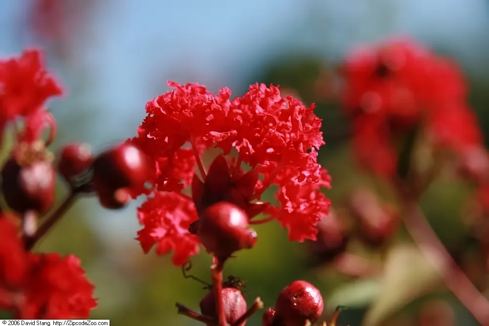 Dynamite Crape Myrtle (Lagerstroemia Indica 'Dynamite') — Its exfoliating bark and vibrant fall foliage add year-round interest