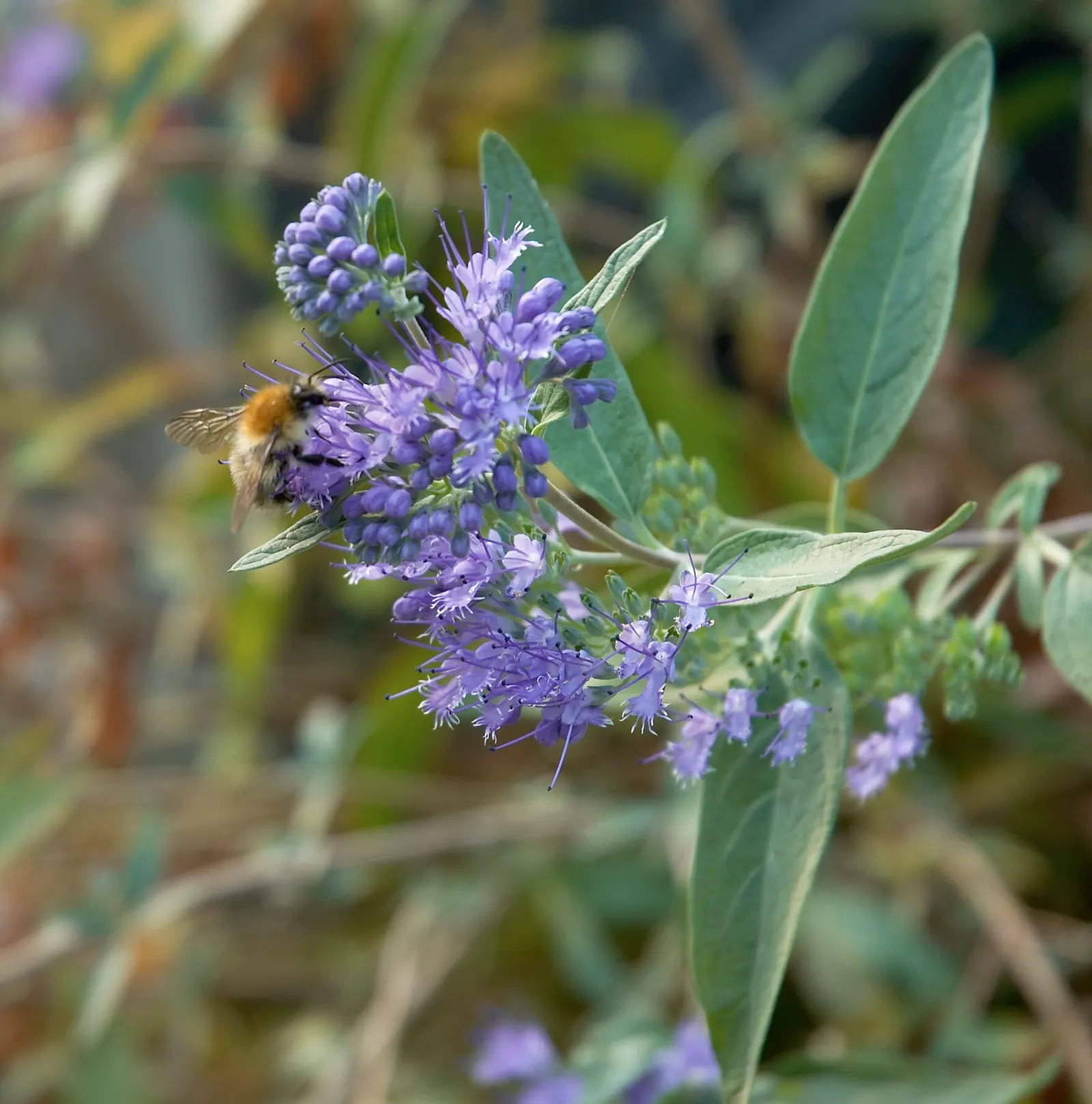 Heavenly Blue Bluebeard (Caryopteris x clandonensis 'Heavenly Blue') — it provides a striking contrast against silvery-green foliage
