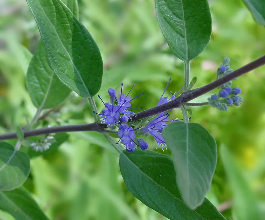 Heavenly Blue Bluebeard (Caryopteris x clandonensis 'Heavenly Blue') — is a compact deciduous shrub reaching 2-3 feet in height and width