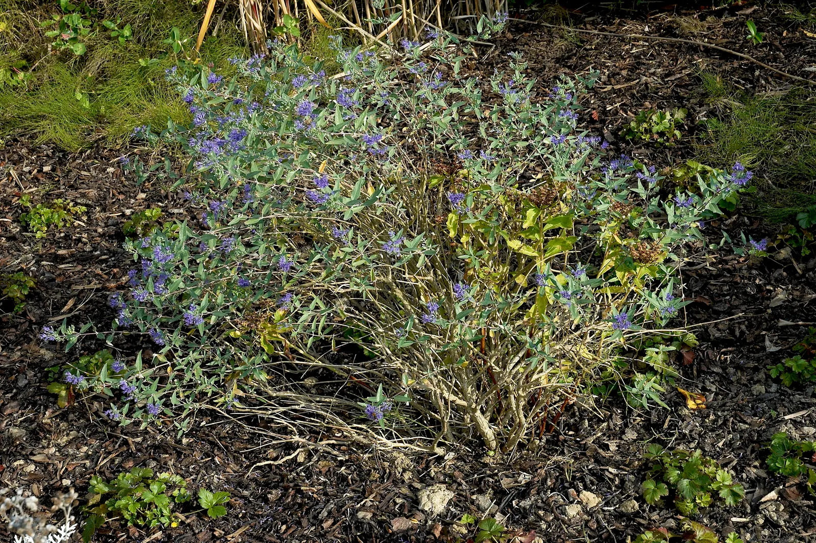 Heavenly Blue Bluebeard (Caryopteris x clandonensis 'Heavenly Blue') — deep blue flowers that bloom from late summer to fall