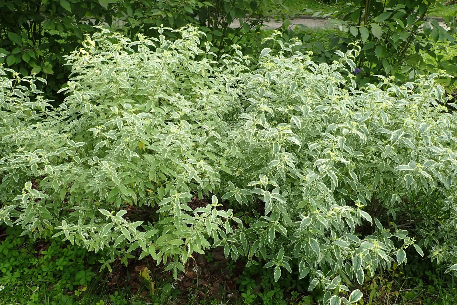Heavenly Blue Bluebeard (Caryopteris x clandonensis 'Heavenly Blue') — Drought tolerant upon establishment, it prefers full sun and well-drained soil