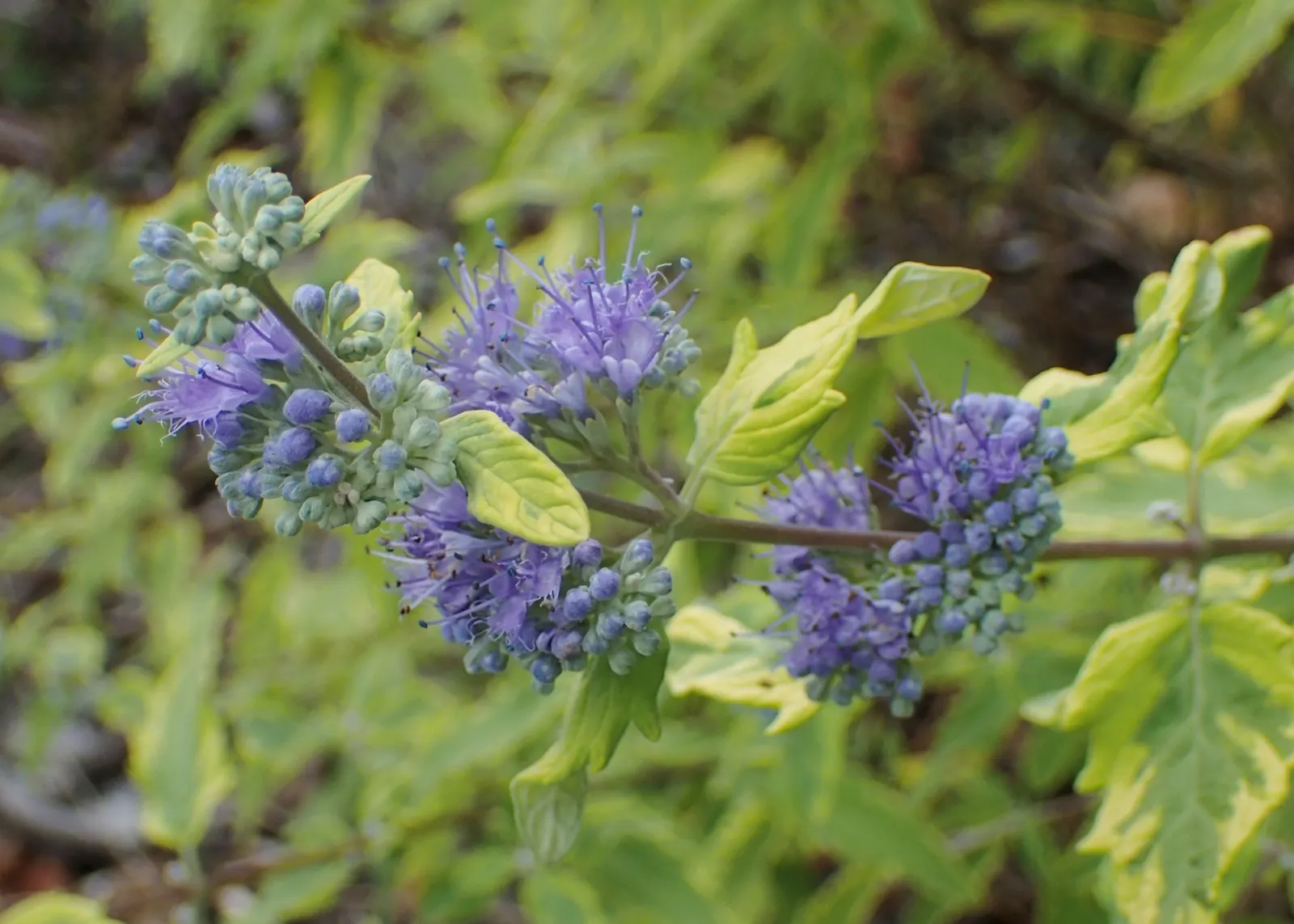 Heavenly Blue Bluebeard (Caryopteris x clandonensis 'Heavenly Blue') — which are not only eye-catching but also a magnet for pollinators such as bees and