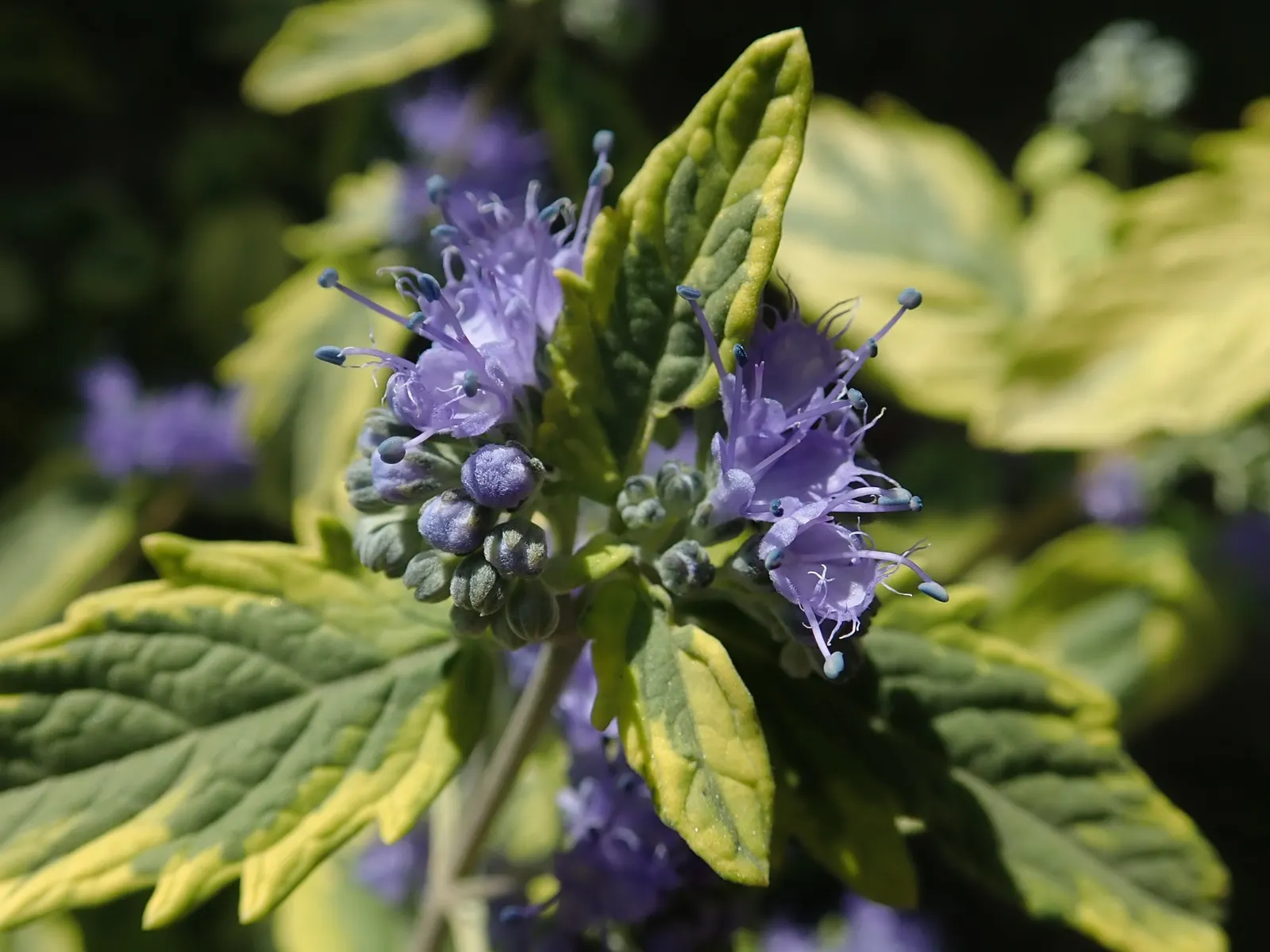 Heavenly Blue Bluebeard (Caryopteris x clandonensis 'Heavenly Blue') — scientifically known as Caryopteris x clandonensis 'Heavenly Blue'