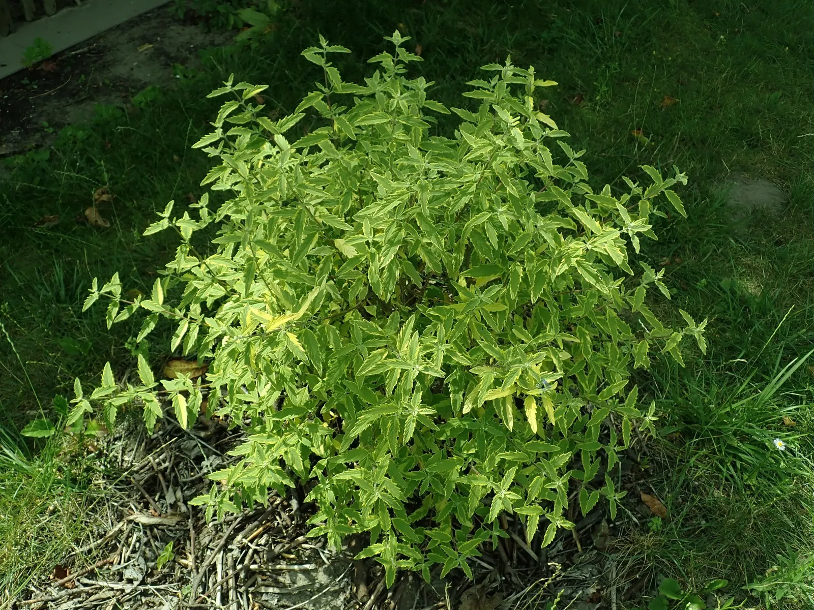 Heavenly Blue Bluebeard (Caryopteris x clandonensis 'Heavenly Blue') — is a vibrant addition to any landscape design