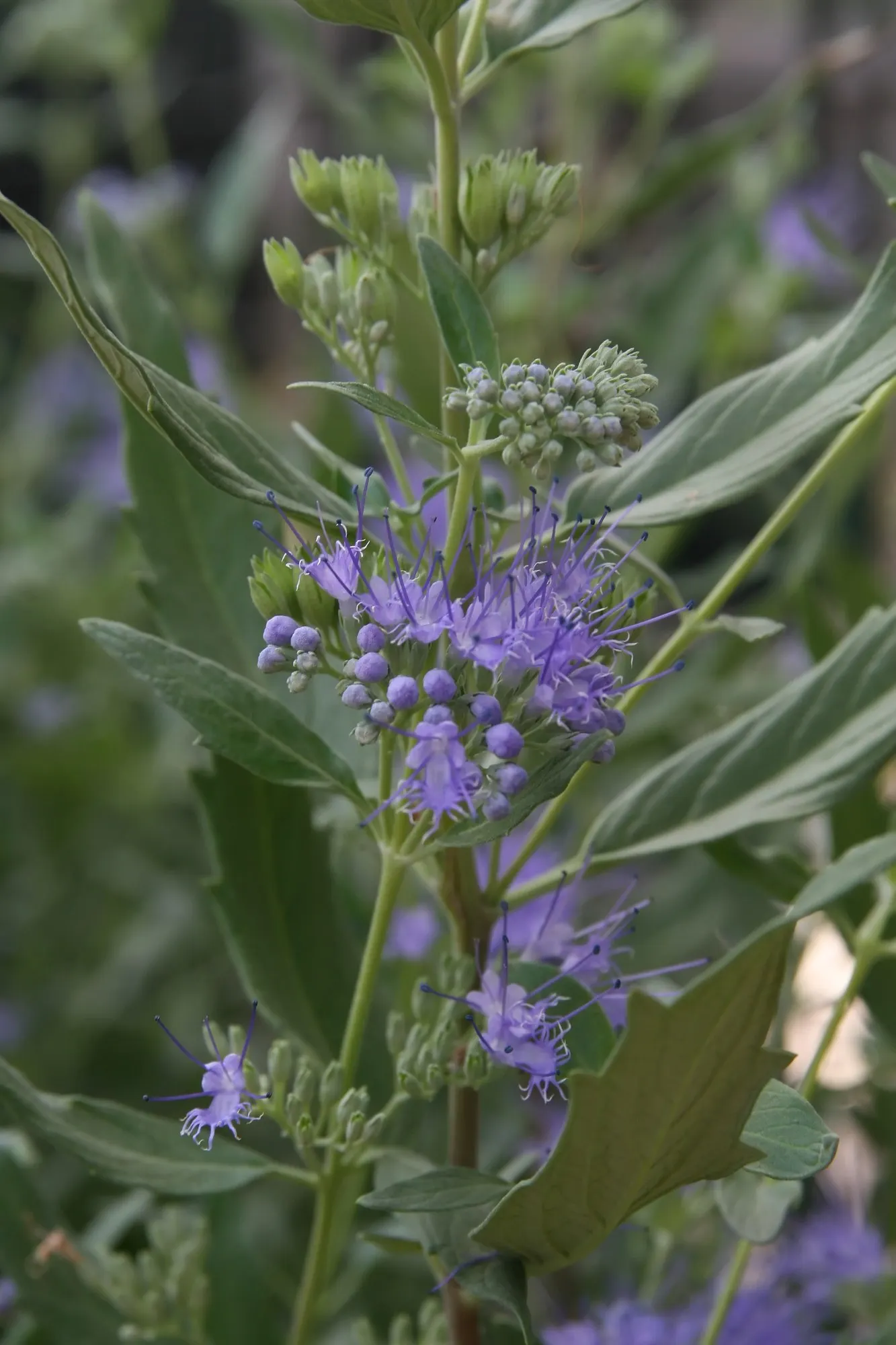 Heavenly Blue Bluebeard (Caryopteris x clandonensis 'Heavenly Blue') — This deciduous shrub typically reaches a modest height of about 2 to 3 feet and spreads