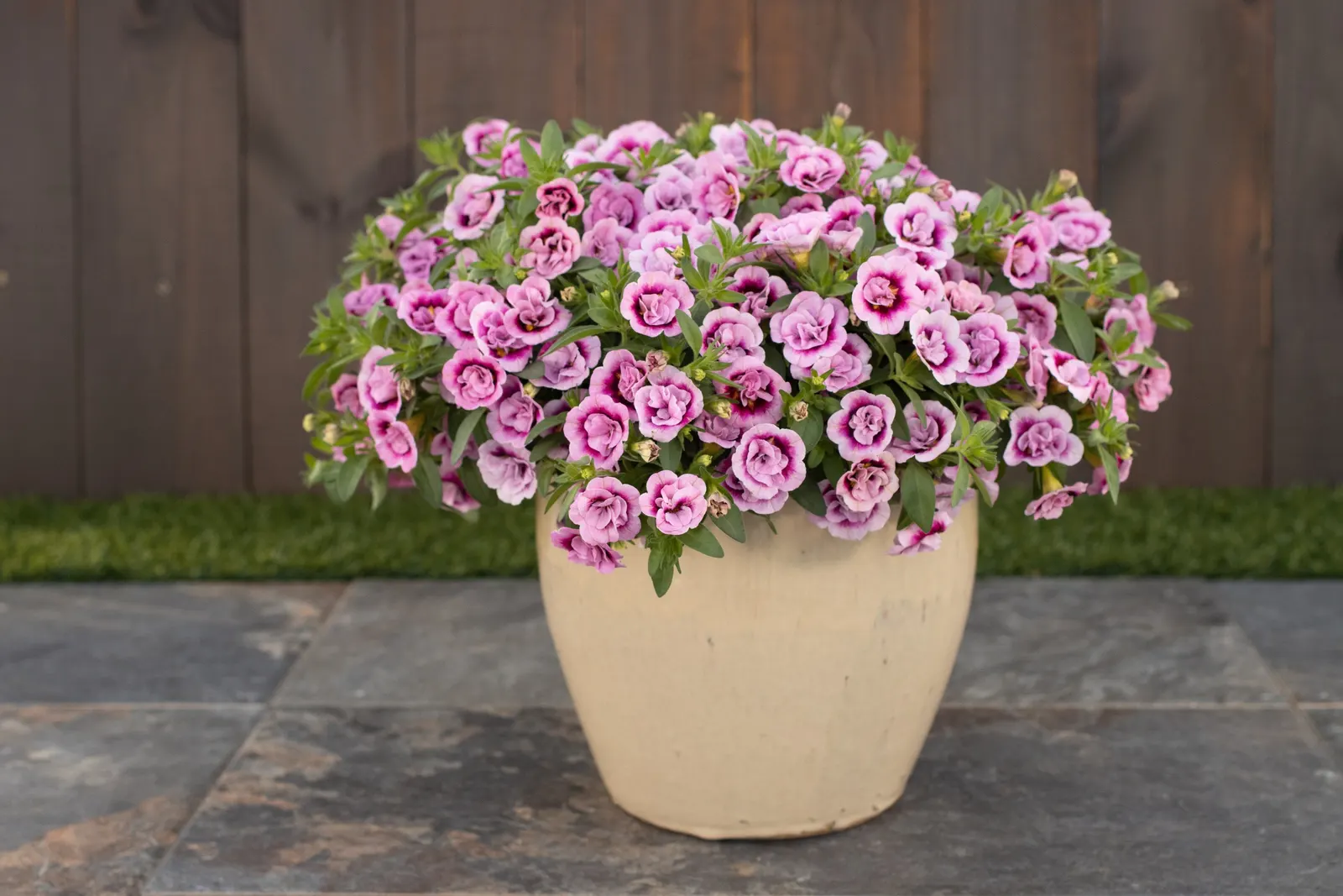 Double Smitten Pink™ Double Calibrachoa — Plant in part sun to sun with well-drained soil and average water