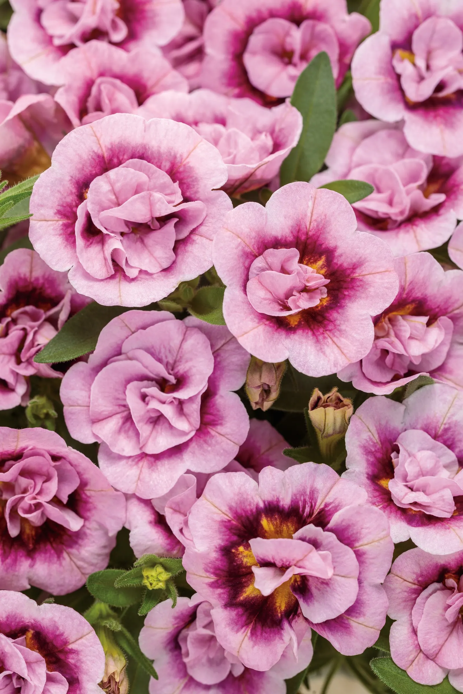 Double Smitten Pink™ Double Calibrachoa — fully double flowers in light pink and rose-pink bitones over green foliage