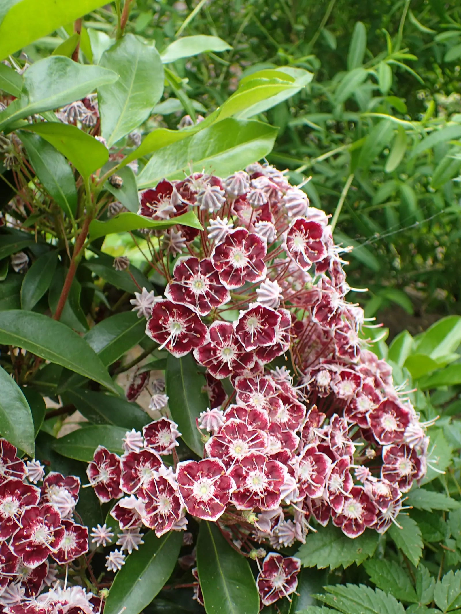 Mountain Laurel, Calico Bush (Kalmia Latifolia) — remain vibrant year-round; also known as Calico Bush