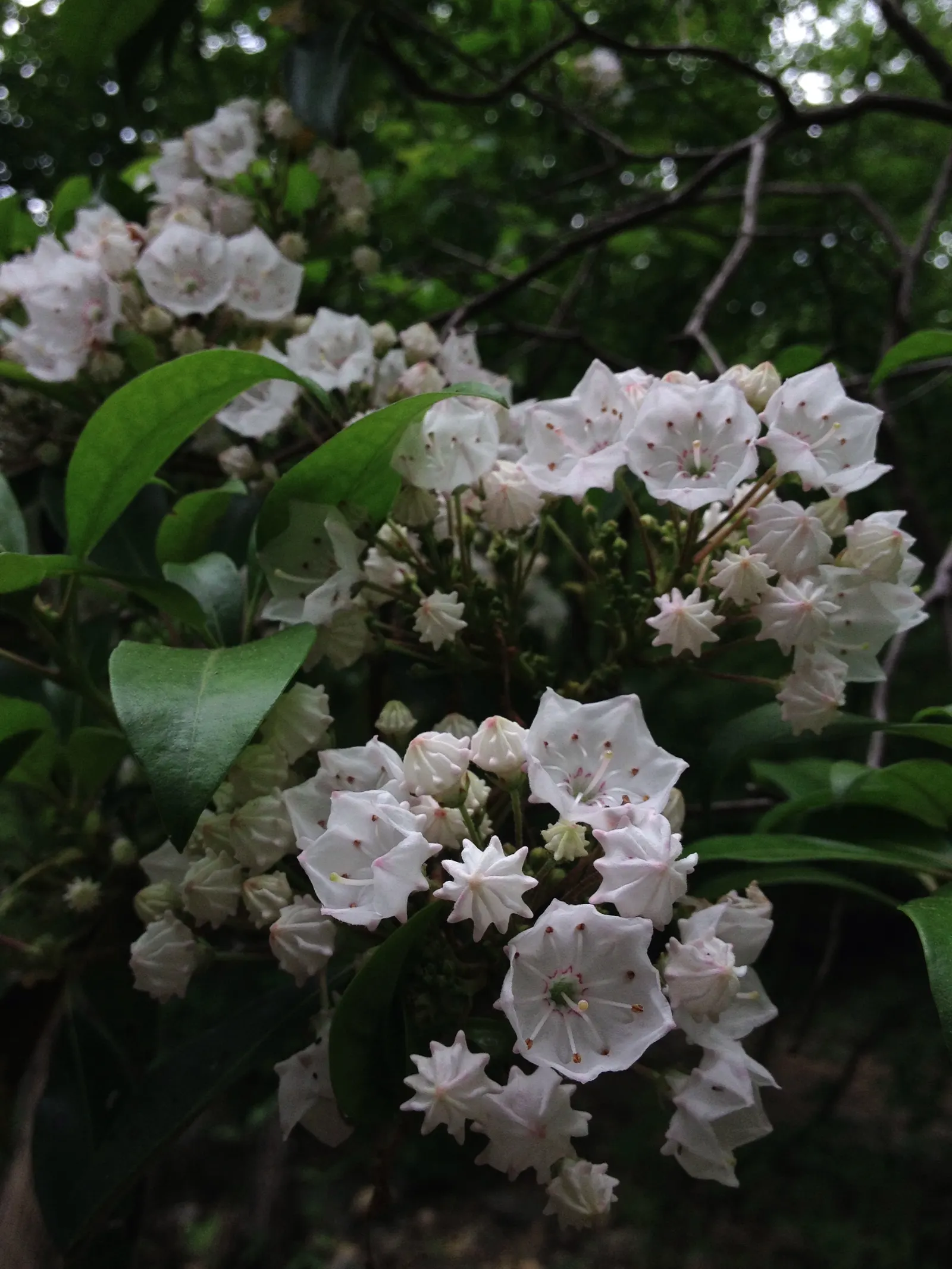 Mountain Laurel, Calico Bush (Kalmia Latifolia) — broadleaf evergreen / shrub for half or shade