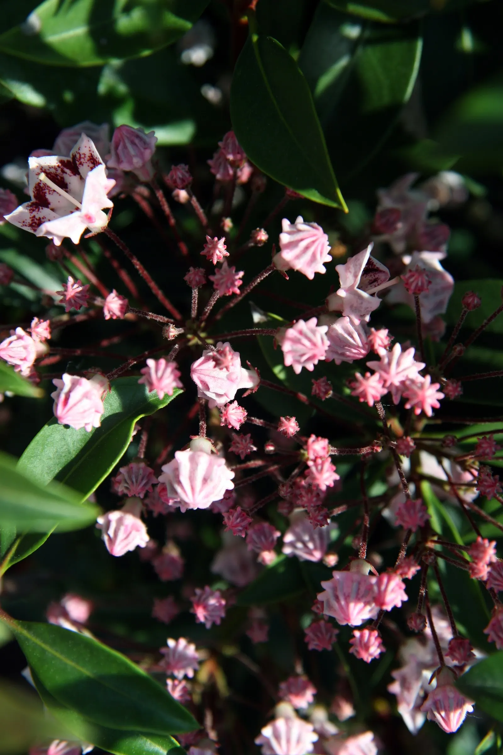 Mountain Laurel, Calico Bush (Kalmia Latifolia) — providing a striking backdrop against the seasonal changes of the landscape