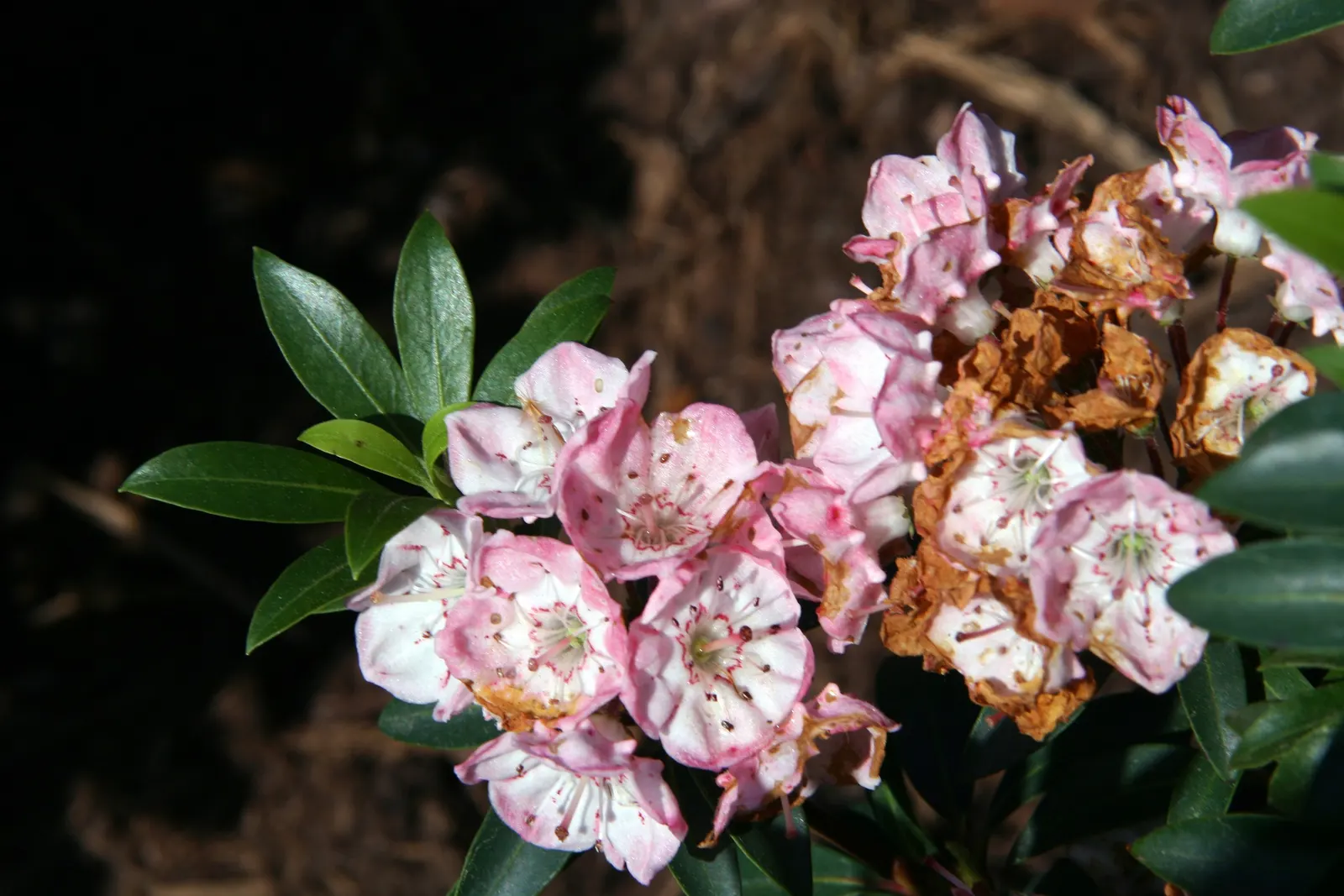 Mountain Laurel, Calico Bush (Kalmia Latifolia) — The foliage can reach a spread of up to 5 inches; with intricate purple markings inside, image 76