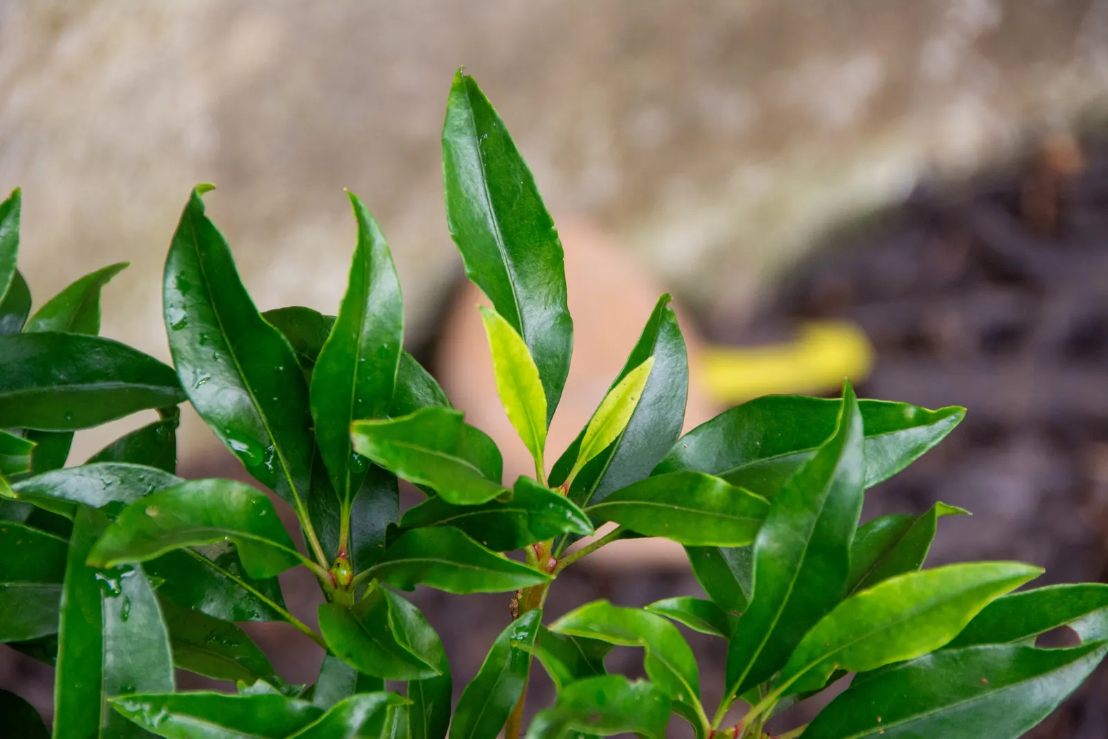 Mountain Laurel, Calico Bush (Kalmia Latifolia) — it‚Äôs ideal for shaded borders or woodland gardens; measuring 2 to 4 inches long