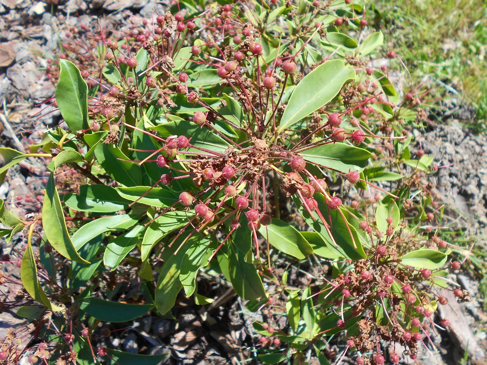 Mountain Laurel, Calico Bush (Kalmia Latifolia) — is an evergreen shrub boasting glossy leaves and clustered flowers; these blossoms span, image 84