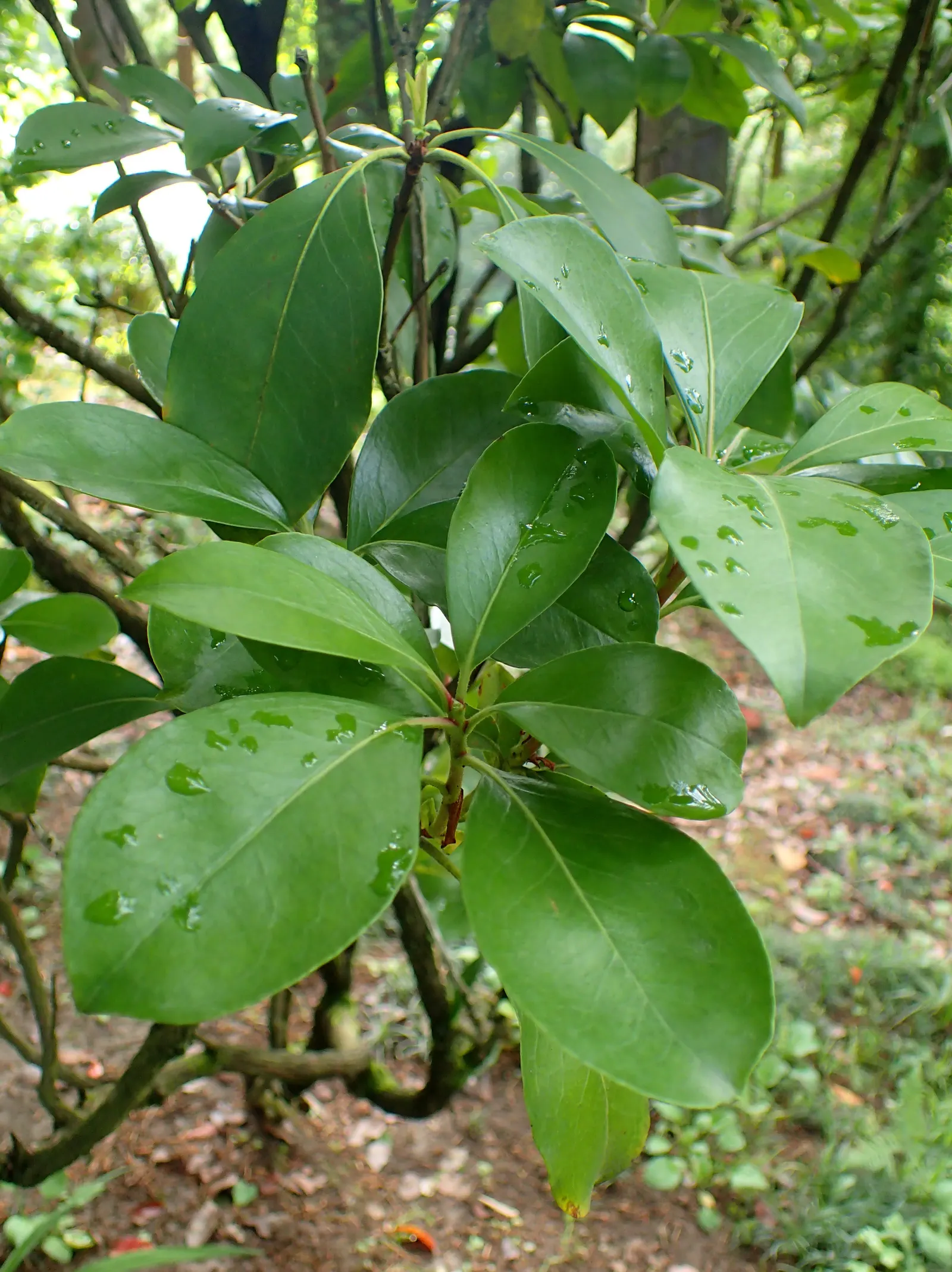 Mountain Laurel, Calico Bush (Kalmia Latifolia) — A member of the heath family; remain vibrant year-round