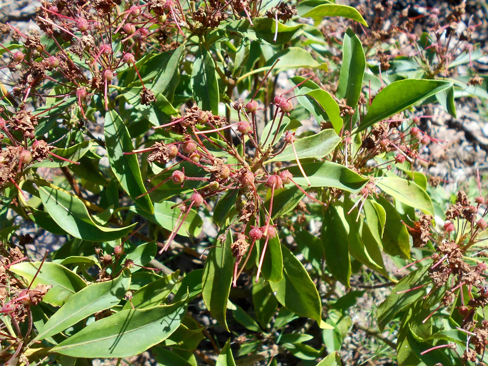 Mountain Laurel, Calico Bush (Kalmia Latifolia) — with intricate purple markings inside; the Mountain Laurel (Kalmia latifolia), image 97