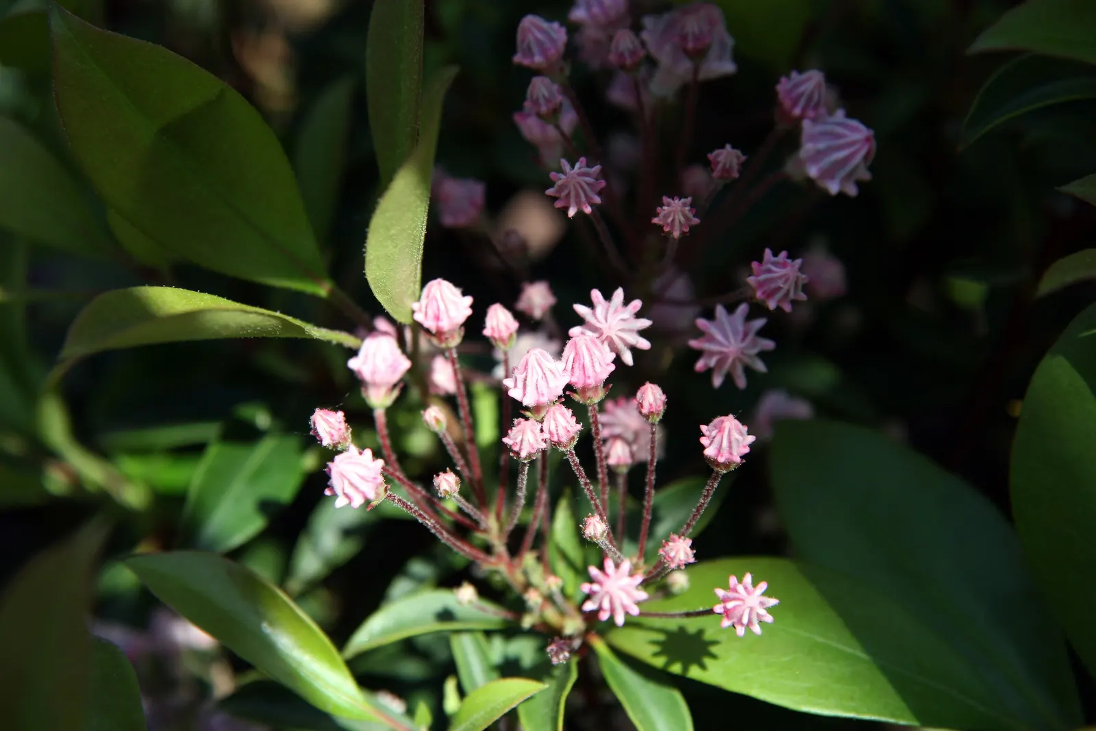 Mountain Laurel, Calico Bush (Kalmia Latifolia) — this shrub features clusters of cup-shaped flowers that range from white to pink; providing a, image 123