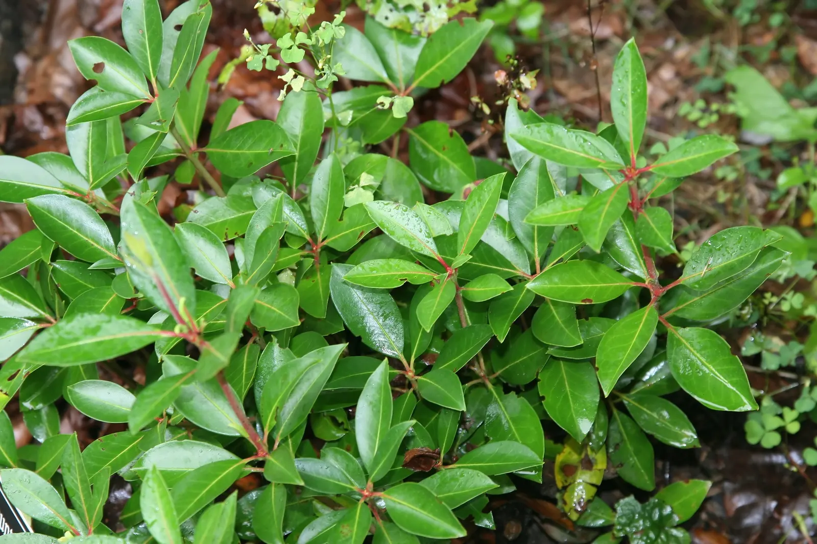 Mountain Laurel, Calico Bush (Kalmia Latifolia) — Maturing at 7-15 feet tall with a similar spread; it thrives in USDA hardiness zones 4 to 9