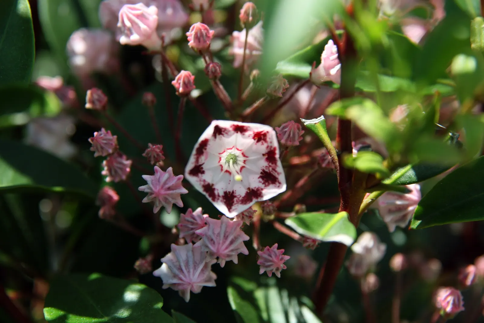 Mountain Laurel, Calico Bush (Kalmia Latifolia) — offering year-round interest; broadleaf evergreen / shrub with white blooms