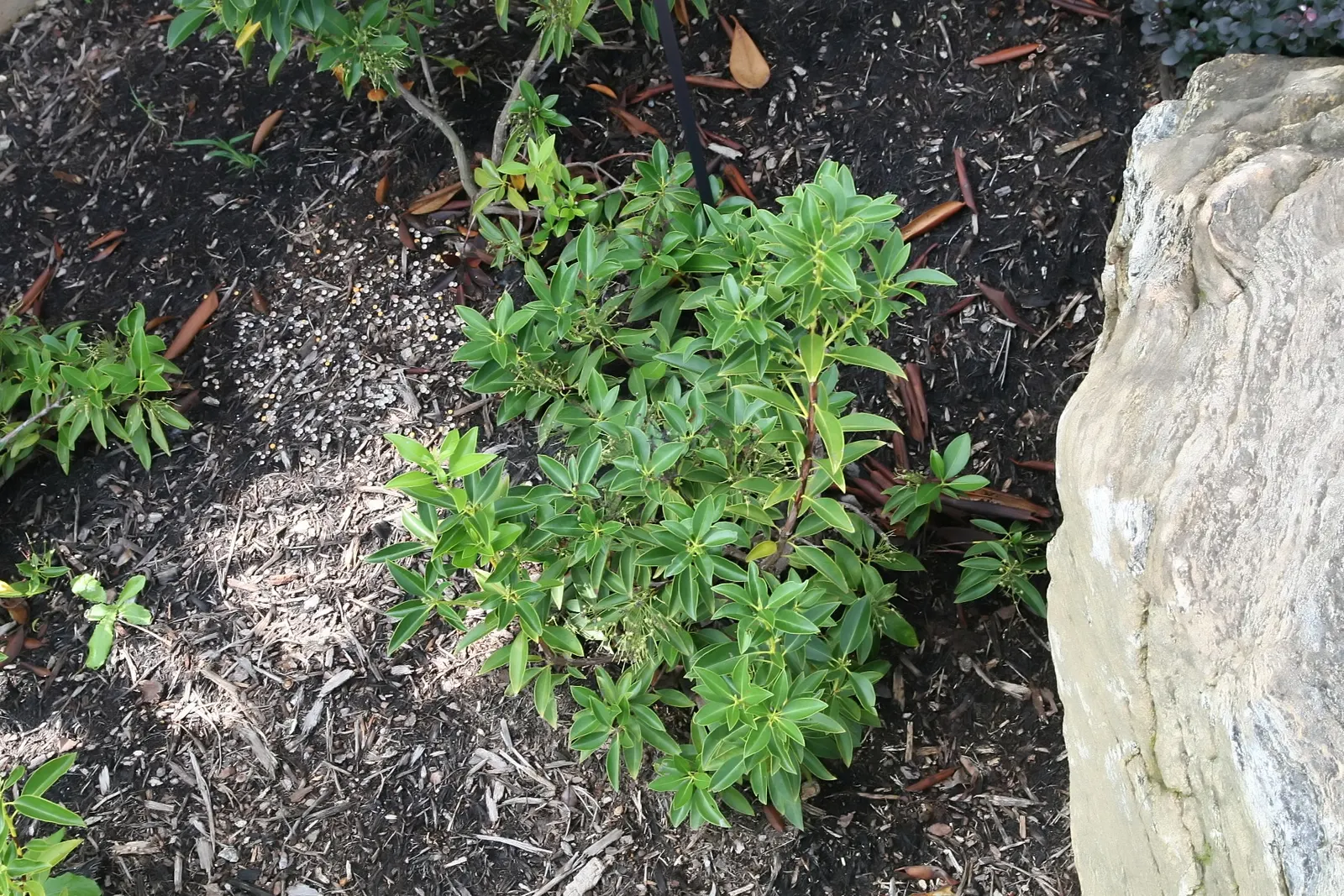 Mountain Laurel, Calico Bush (Kalmia Latifolia) — scientifically known as Kalmia latifolia; maturing at 7-15 feet tall with a similar spread, image 63