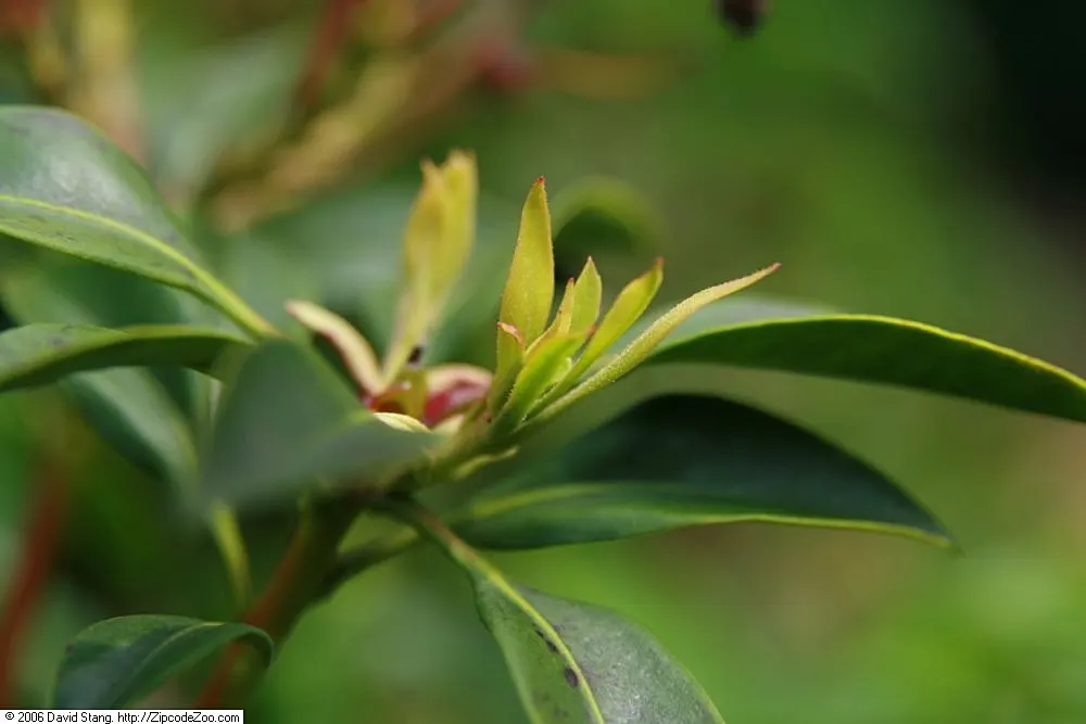 Mountain Laurel, Calico Bush (Kalmia Latifolia) — Hardy in zones 4-9, it thrives in acidic, well-drained soil and part shade
