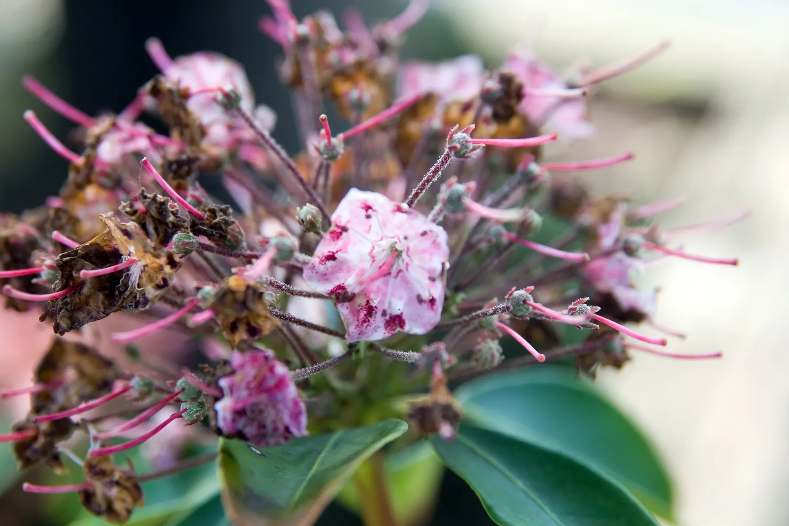 Mountain Laurel, Calico Bush (Kalmia Latifolia) — Maturing at 7-15 feet tall with a similar spread