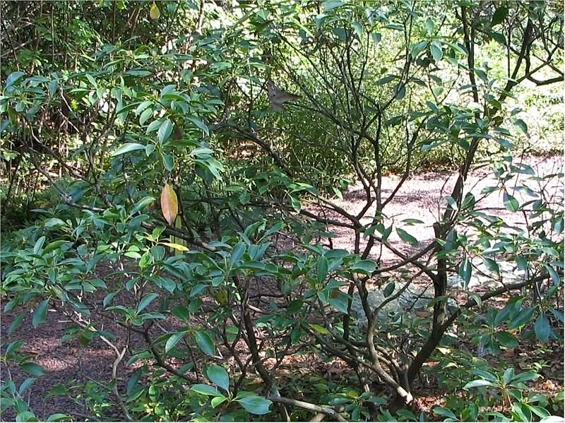 Mountain Laurel, Calico Bush (Kalmia Latifolia) — A member of the heath family; remain vibrant year-round, image 119