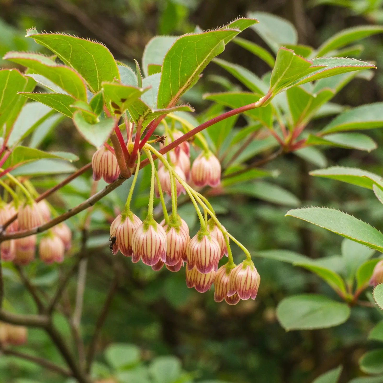 Mountain Laurel, Calico Bush (Kalmia Latifolia) — measuring 2 to 4 inches long; the foliage can reach a spread of up to 5 inches, image 73