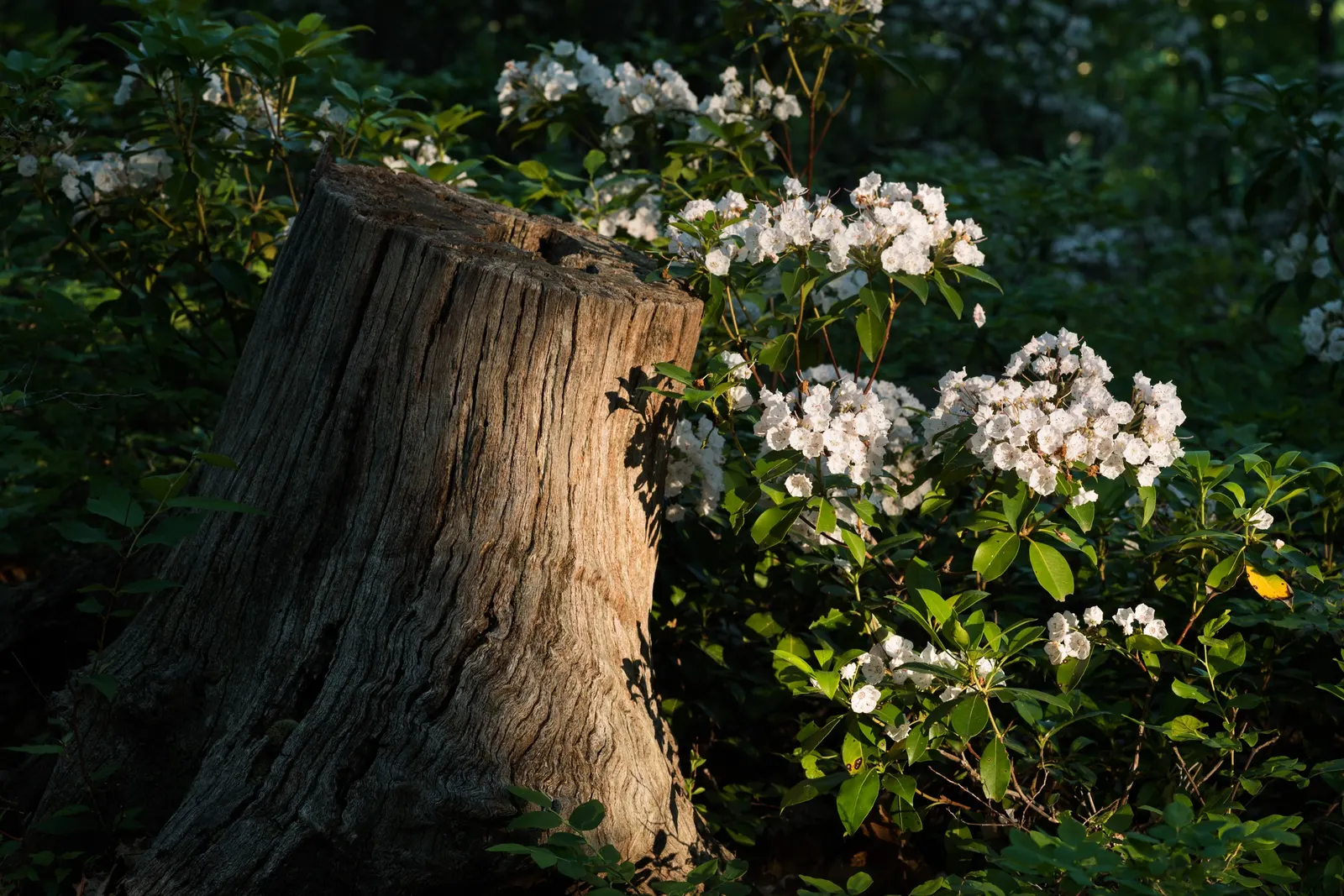 Mountain Laurel, Calico Bush (Kalmia Latifolia) — is an exquisite broadleaf evergreen shrub that brings an elegant touch to any landscape, image 64