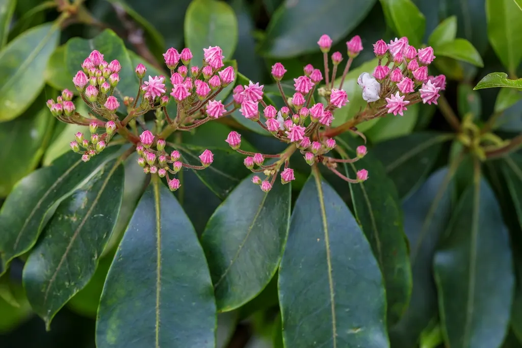 Mountain Laurel, Calico Bush (Kalmia Latifolia) — In late spring, it features pink to white blooms with unique maroon banding; white flowers in the, image 58