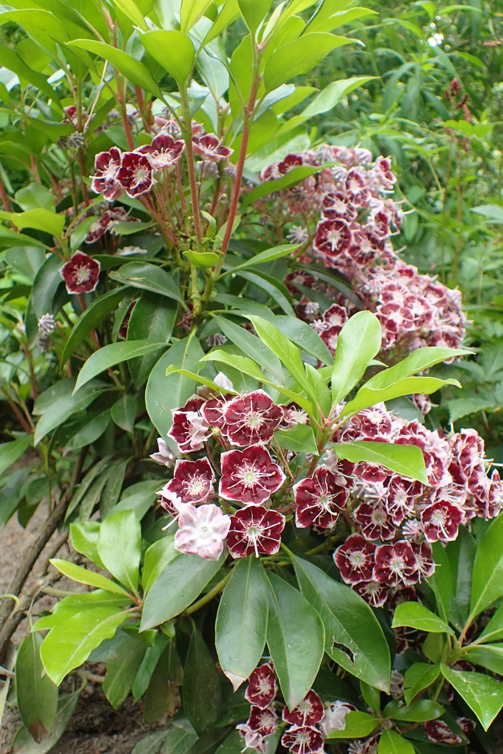 Mountain Laurel, Calico Bush (Kalmia Latifolia) — with intricate purple markings inside; the Mountain Laurel (Kalmia latifolia), image 124