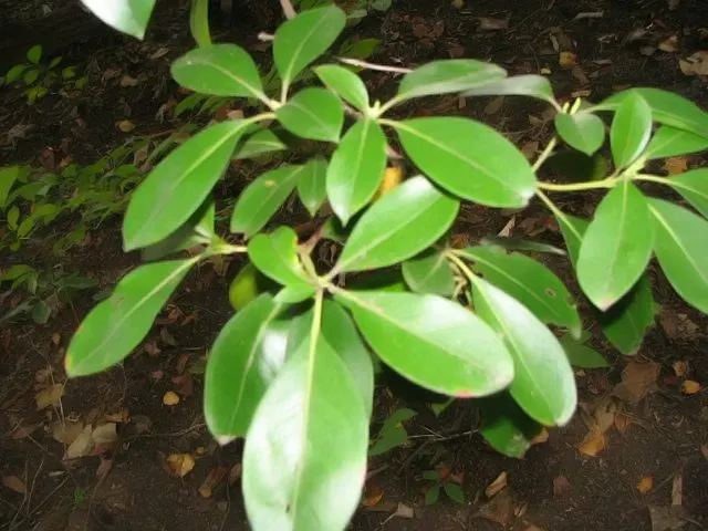 Mountain Laurel, Calico Bush (Kalmia Latifolia) — measuring 2 to 4 inches long; the foliage can reach a spread of up to 5 inches