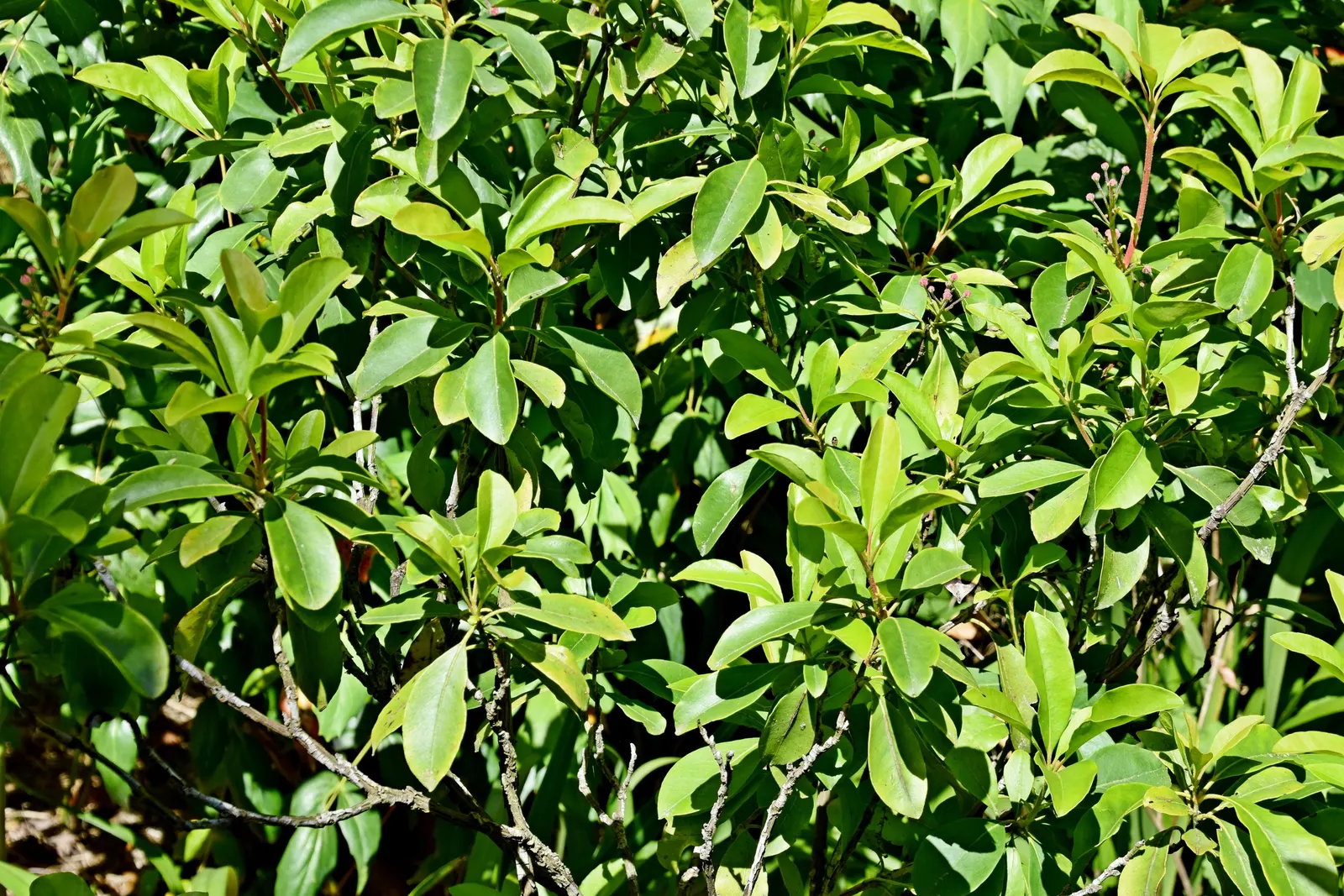 Mountain Laurel, Calico Bush (Kalmia Latifolia) — offering year-round interest