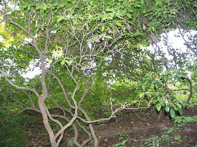 Mountain Laurel, Calico Bush (Kalmia Latifolia) — broadleaf evergreen / shrub with white blooms; resembling a delicate art piece, image 107