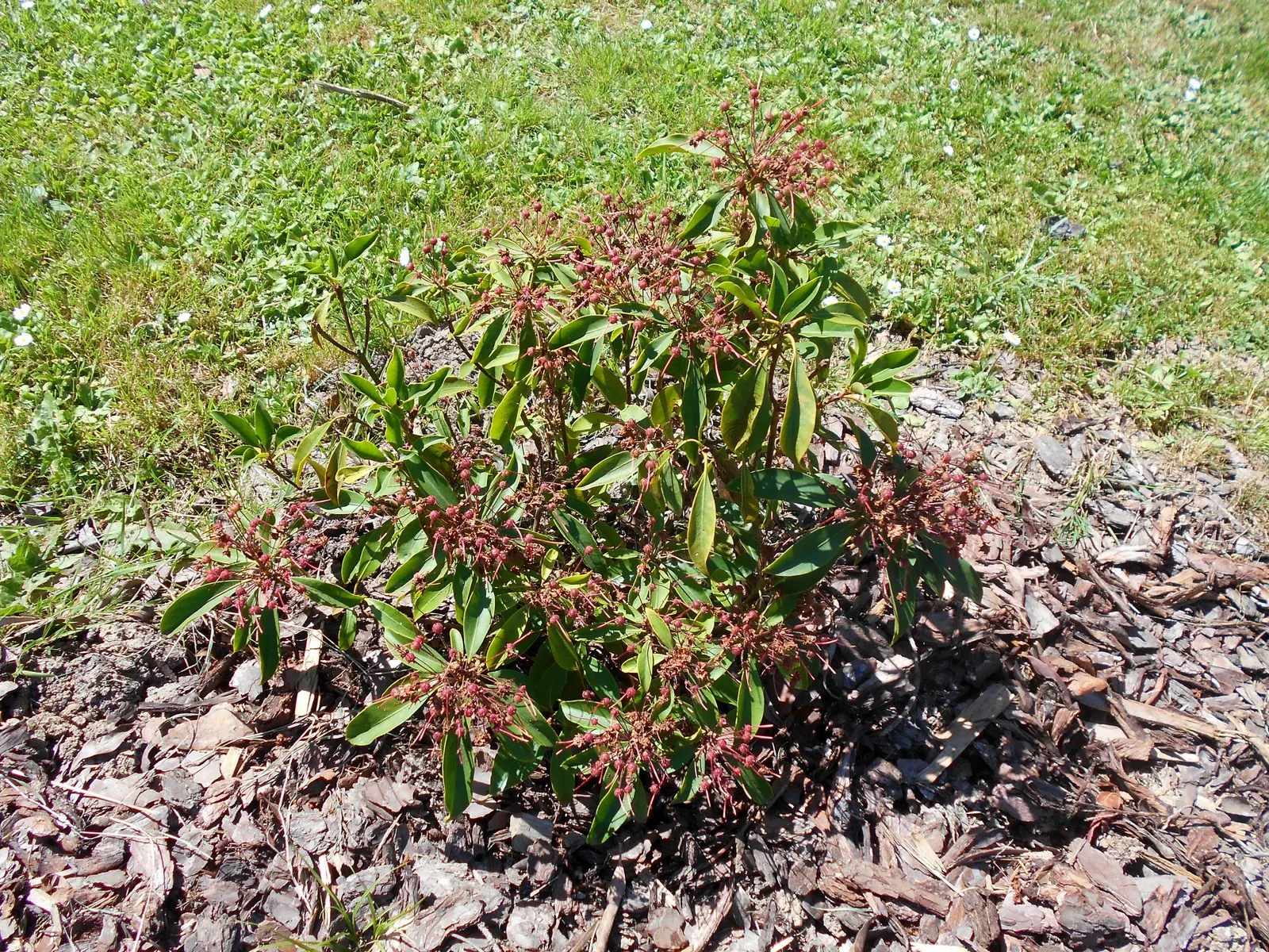 Mountain Laurel, Calico Bush (Kalmia Latifolia) — offering year-round interest; broadleaf evergreen / shrub with white blooms, image 116