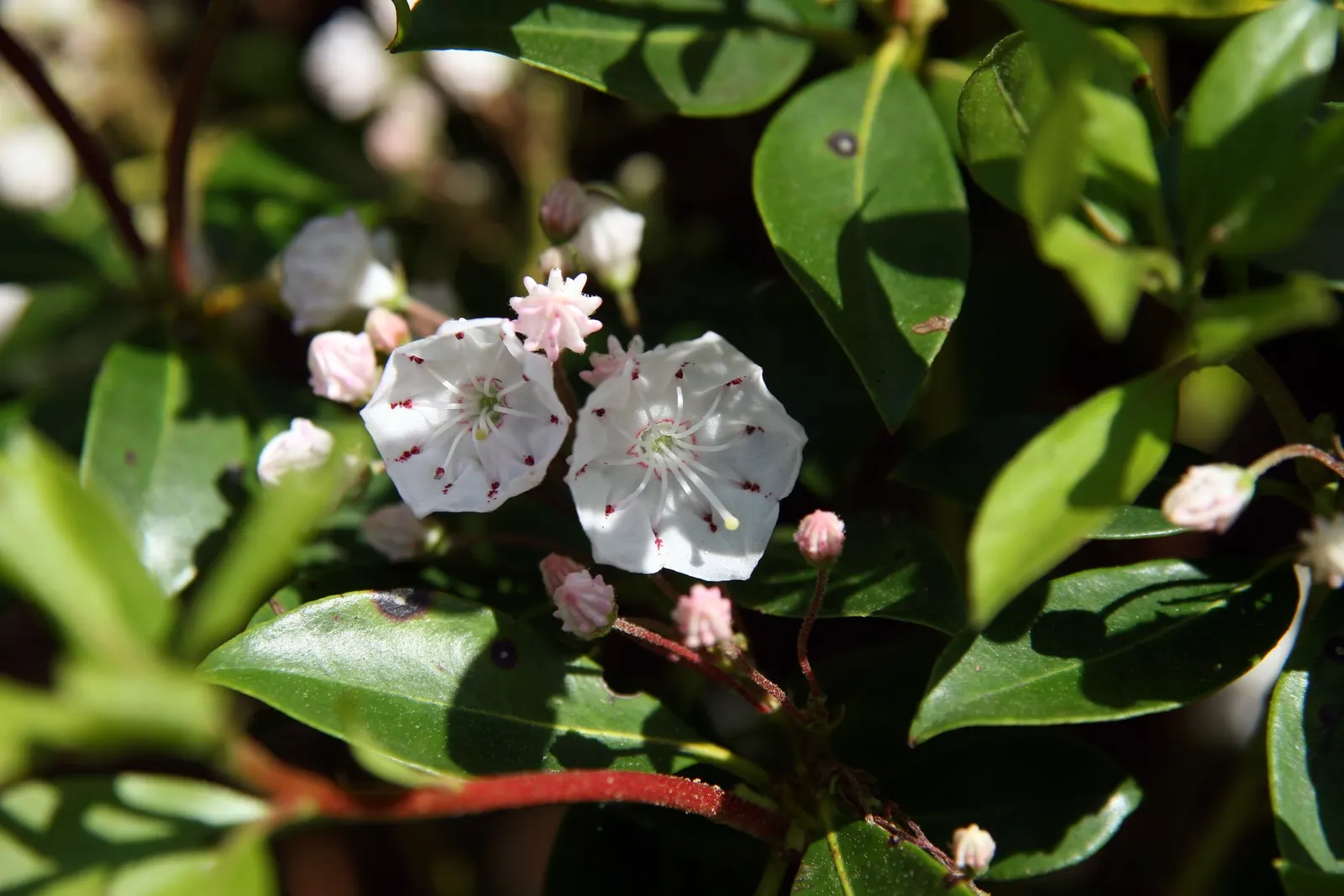Mountain Laurel, Calico Bush (Kalmia Latifolia) — broadleaf evergreen / shrub with white blooms
