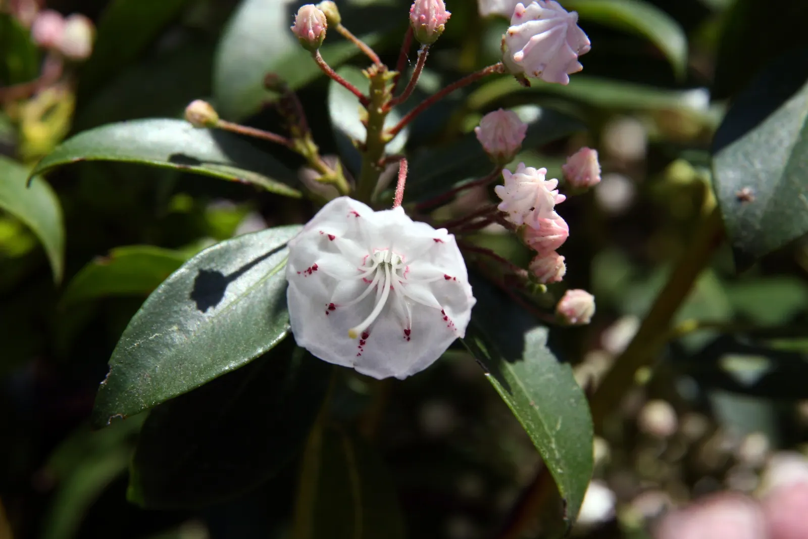 Mountain Laurel, Calico Bush (Kalmia Latifolia) — ensuring year-round visual interest and seasonal bursts of color; is an evergreen shrub boasting glossy