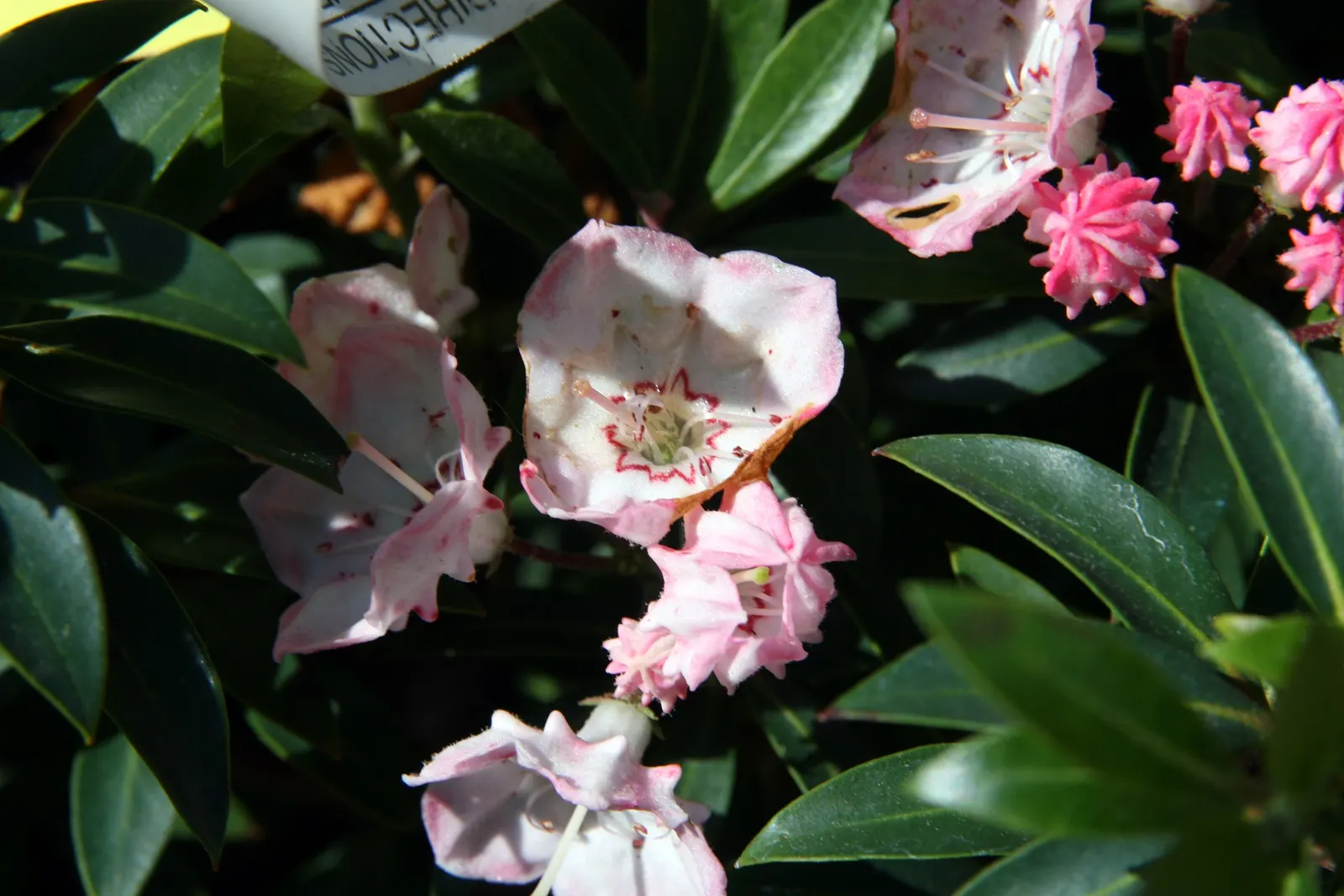 Mountain Laurel, Calico Bush (Kalmia Latifolia) — measuring 2 to 4 inches long; the foliage can reach a spread of up to 5 inches, image 100