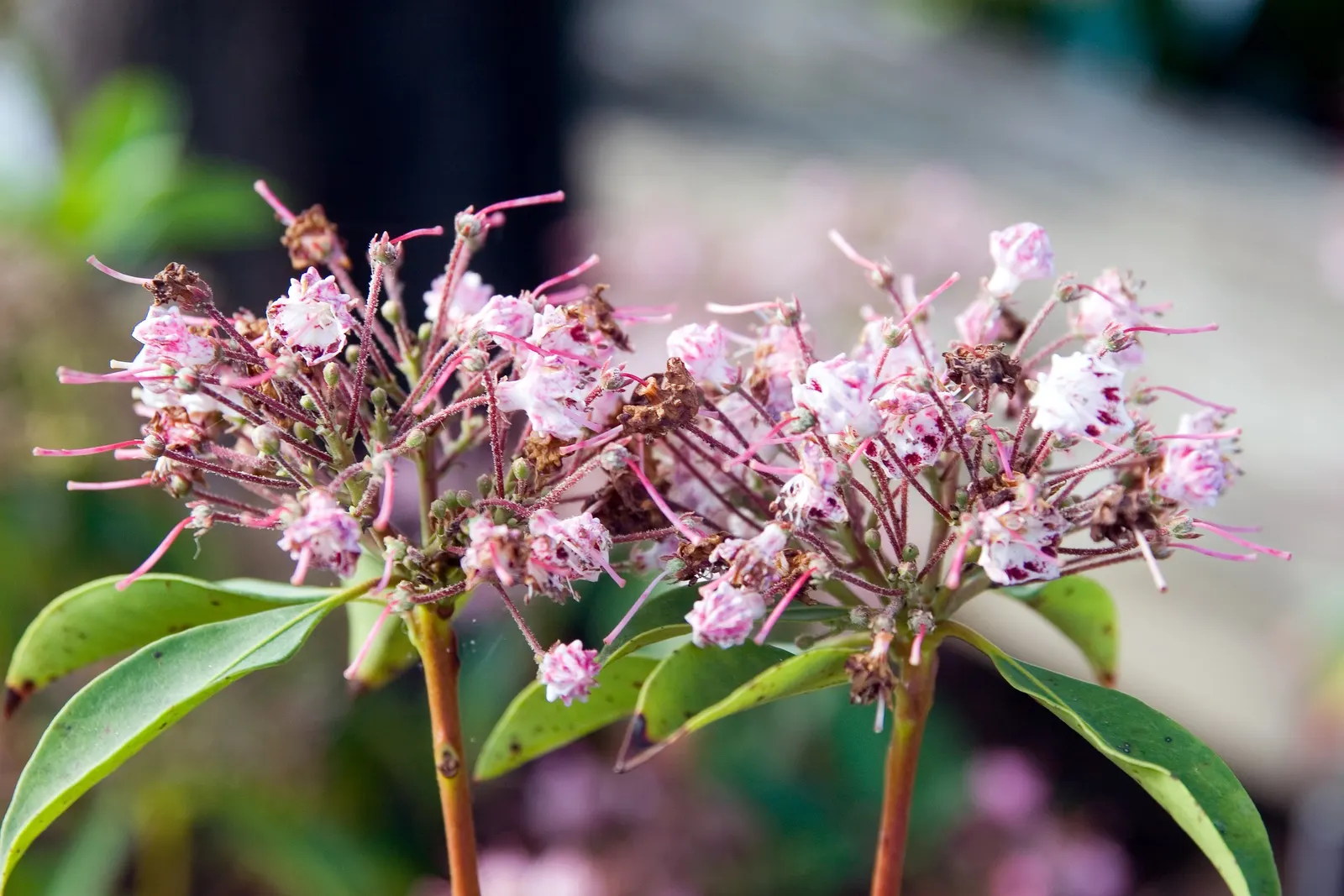 Mountain Laurel, Calico Bush (Kalmia Latifolia) — offering year-round interest; broadleaf evergreen / shrub with white blooms, image 62