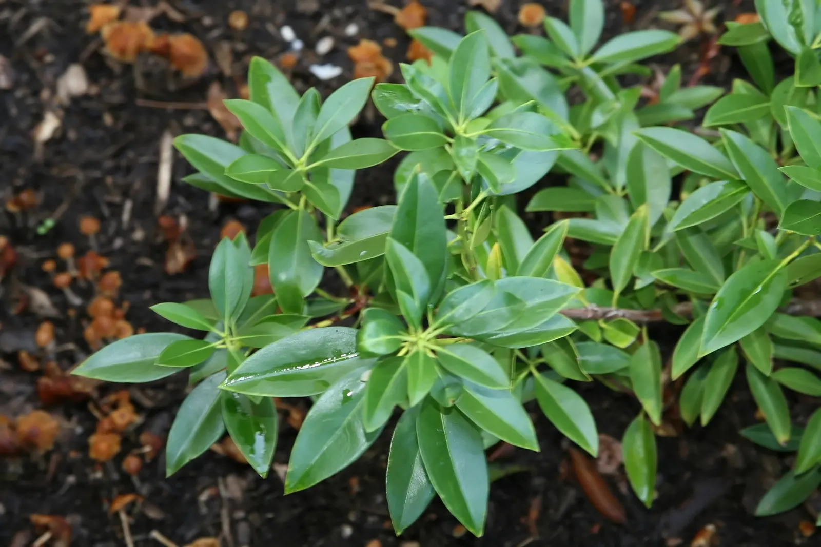 Mountain Laurel, Calico Bush (Kalmia Latifolia) — Maturing at 7-15 feet tall with a similar spread; it thrives in USDA hardiness zones 4 to 9, image 87