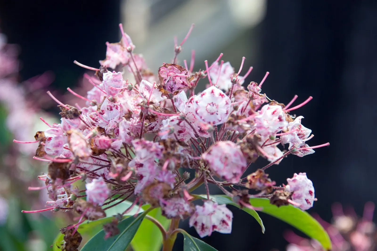 Mountain Laurel, Calico Bush (Kalmia Latifolia) — These blossoms span approximately 1 inch across