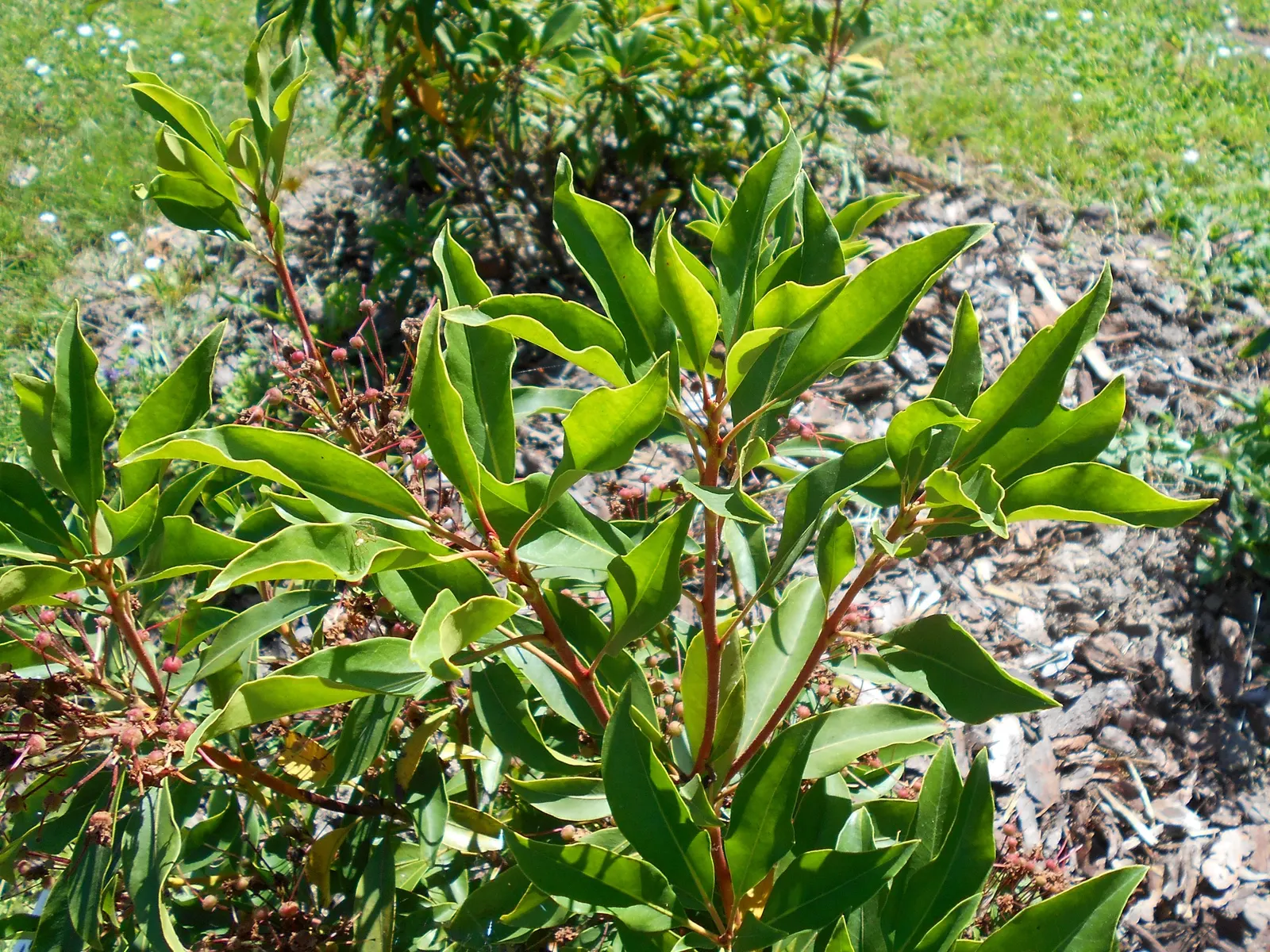 Mountain Laurel, Calico Bush (Kalmia Latifolia) — ensuring year-round visual interest and seasonal bursts of color; is an evergreen shrub boasting, image 78
