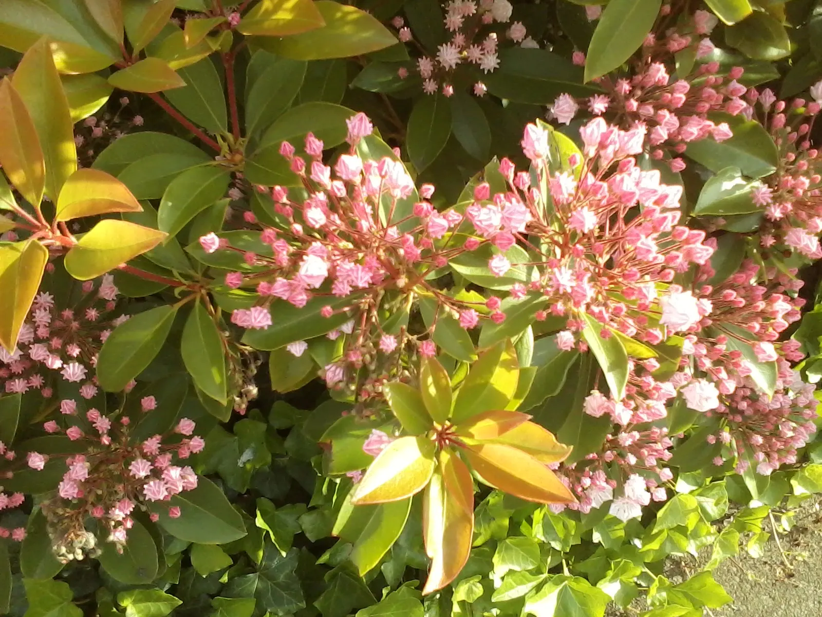 Mountain Laurel, Calico Bush (Kalmia Latifolia) — it‚Äôs ideal for shaded borders or woodland gardens; measuring 2 to 4 inches long, image 88